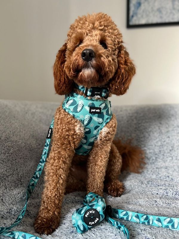 Collar - 3 Patterns Available