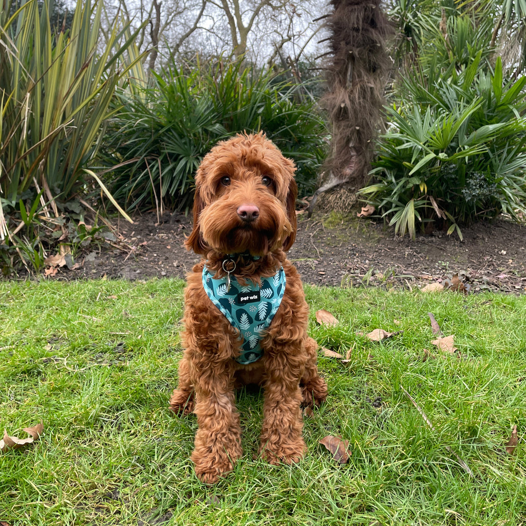 Collar - 3 Patterns Available