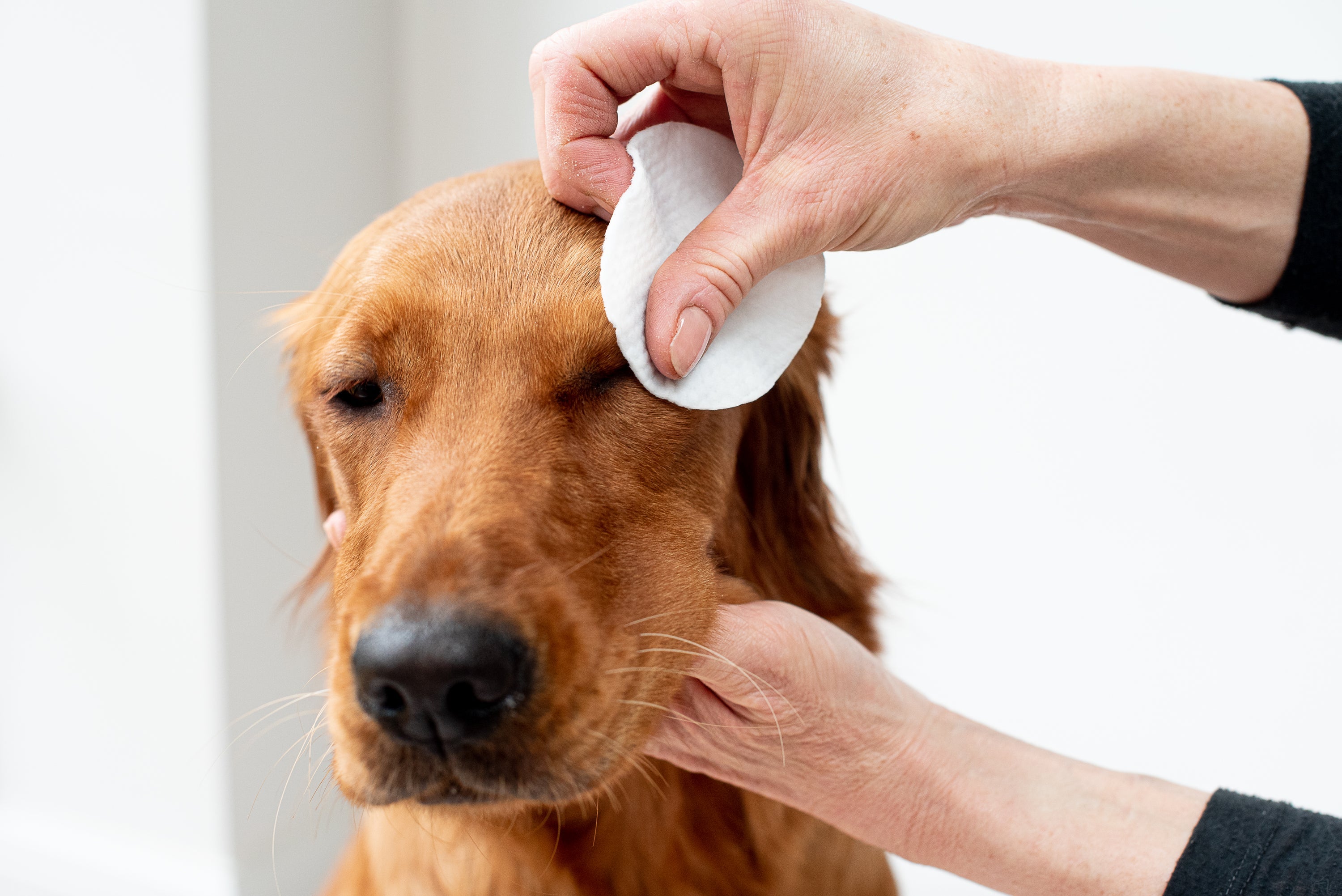 Aloe Vera Eye Wipes for Cleaning Dogs & Cats - Pack of 120 - XL