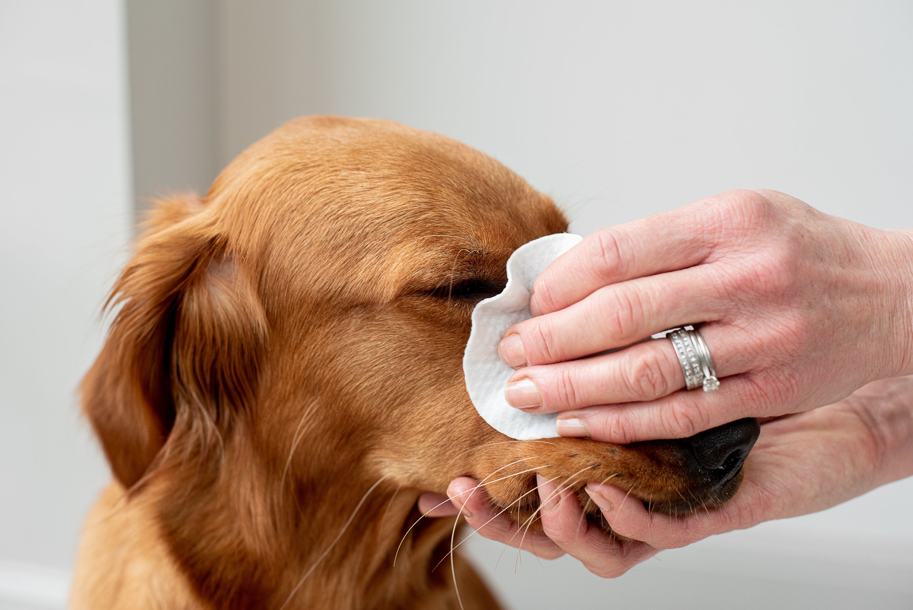 Aloe Vera Eye Wipes for Cleaning Dogs & Cats - Pack of 120 - XL